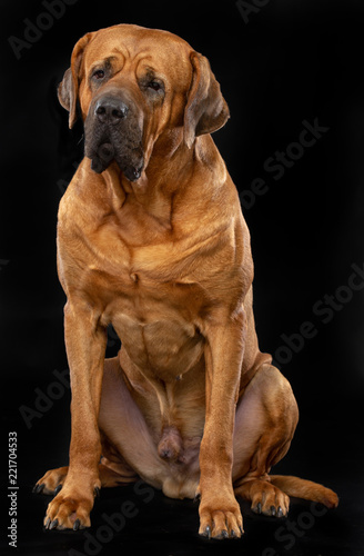 Tosa-inu Dog  Isolated  on Black Background in studio © TrapezaStudio