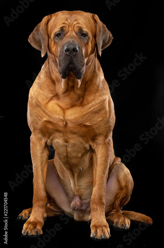 Tosa-inu Dog  Isolated  on Black Background in studio