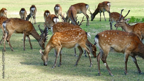 Foto Rehrudel, Hirsche und Rehe im Rudel