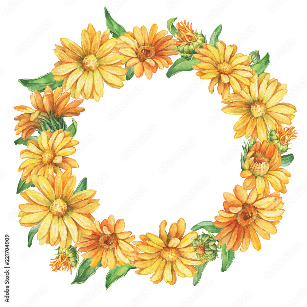 Banner, round frame with orange Calendula officinalis (also known as the field, marigold, ruddles) flower close up. Watercolor hand drawn painting illustration isolated on a white background.