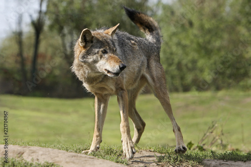 Europese wolf