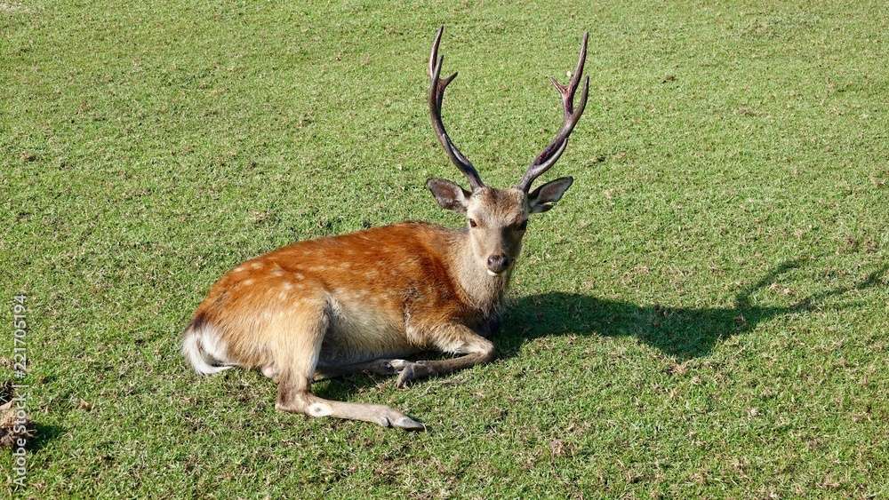 Ruhende Hirsche im Wald