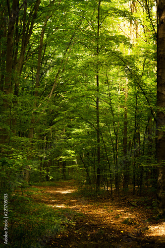 Fototapeta Naklejka Na Ścianę i Meble -  Beech forest. Main forest-forming species of European forests