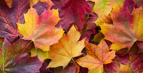 Big panoramic photo of multicolor autumn leaves background. Amazing multicolor autumn background