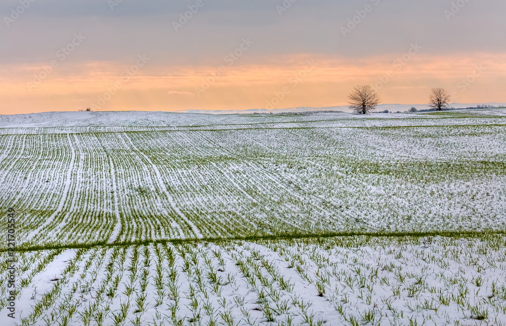 Obraz premium Winter fields in the snow. Winter. Wheat. Winter fields. South of Russia.