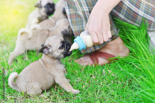 Cute puppies Pug eating goat milk in nursing bottle
