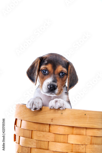 Cute Beagle puppy in a basket