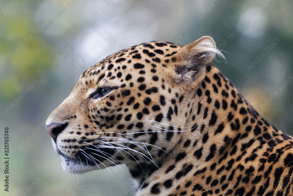 Fototapeta premium Panthère de Java en gros plan