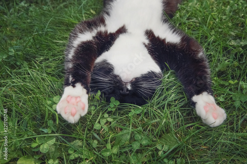 A cute black and white tuxedo cat laying on its back sleeping in the grass photo