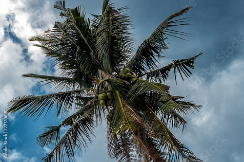 Palm tree with coconuts against the blue sky on a sandy beach in the Philippines, El Nido