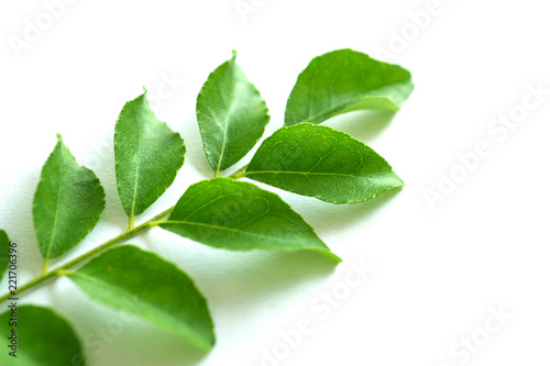 a branch of blur green curry leaves in white background