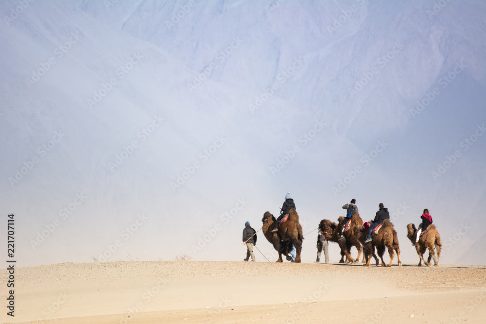 Tourists on camel in sand dunes Nubra Valley, Ladakh, India,This is the famous camel riding activities for tourists