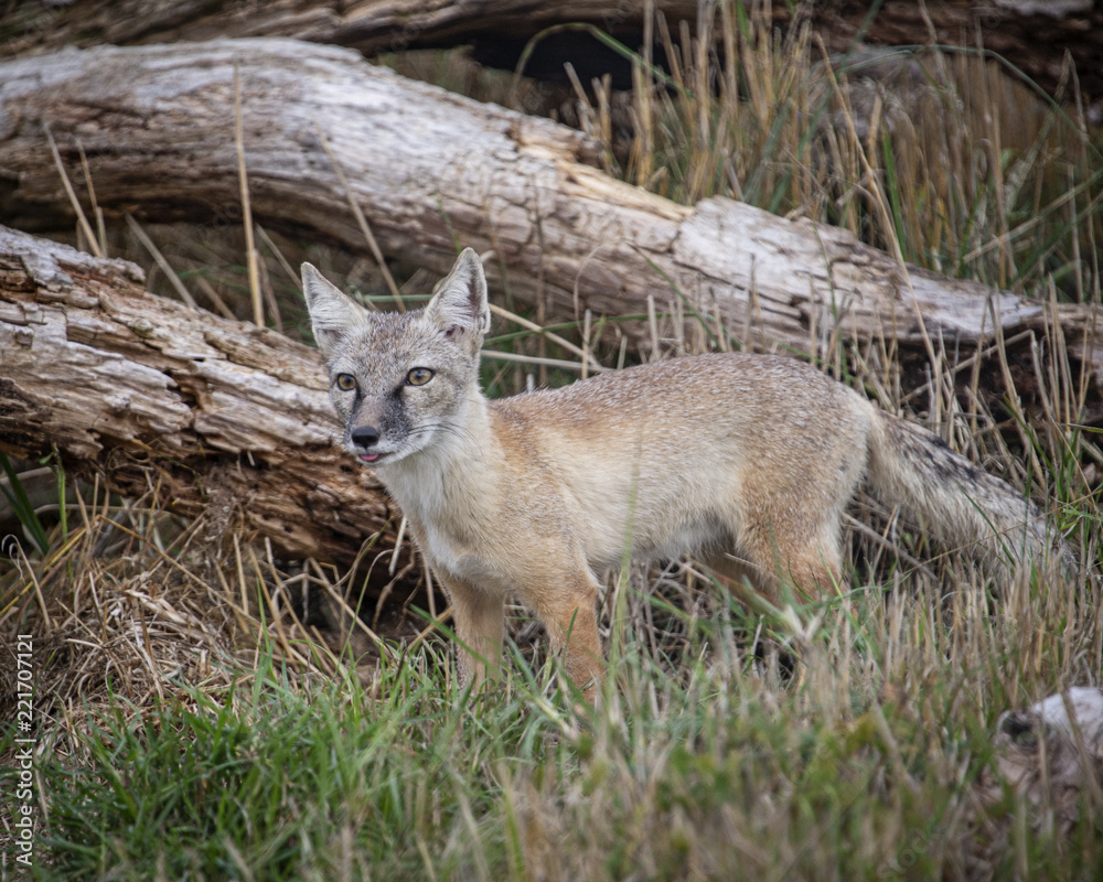 Corsac Fox in captivity Corsac Fox in captivity