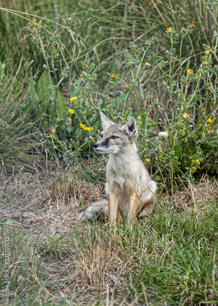 UK, Hamerton Zoo - 17 Aug 2018: Corsac Fox cub. UK, Hamerton Zoo - 17 Aug 2018: Corsac Fox cub.