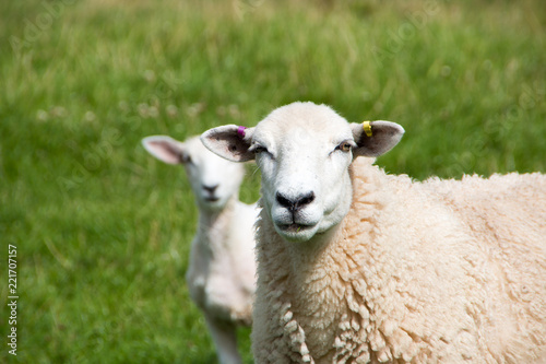 Lamb and mum looking at camera