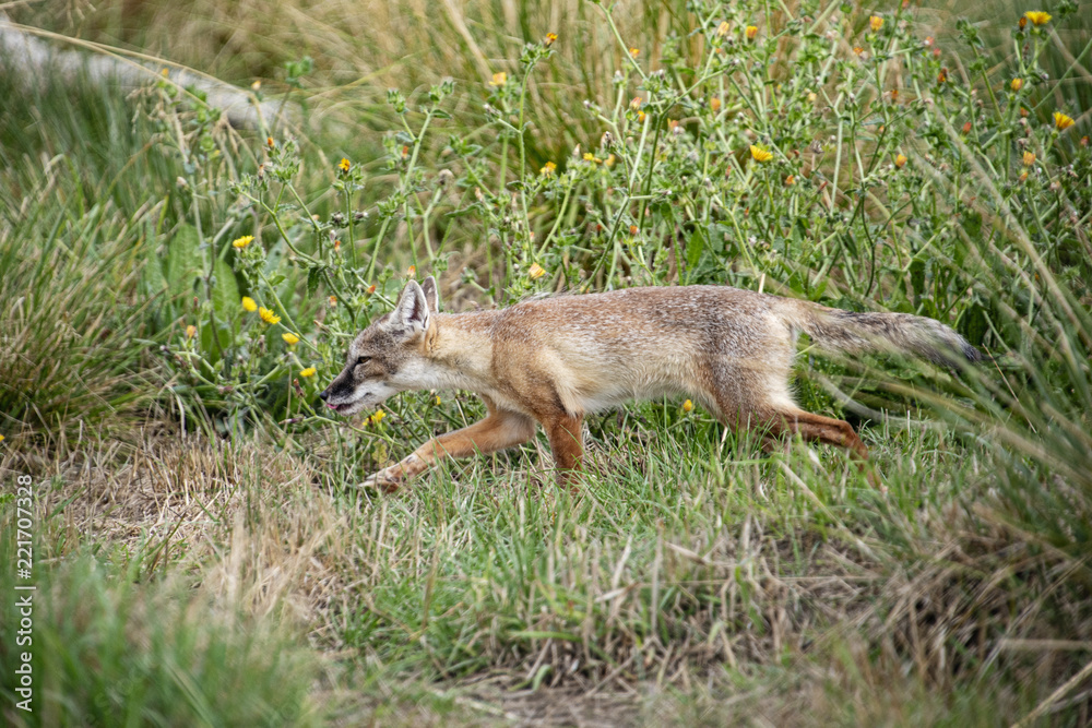 Corsac Fox in captivity Corsac Fox in captivity