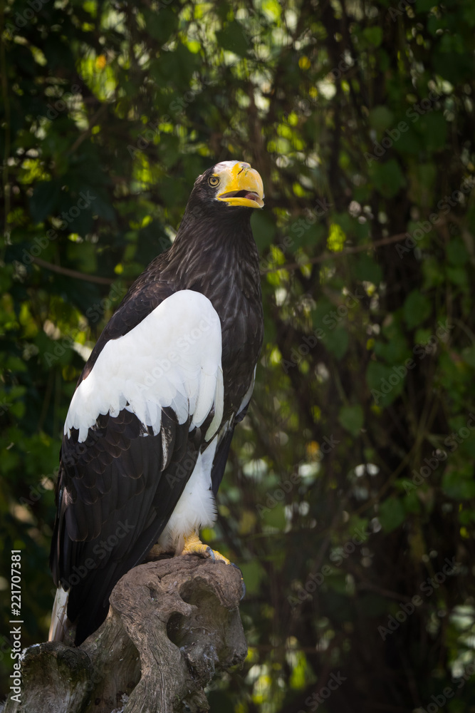 Steller's sea eagle Steller's sea eagle