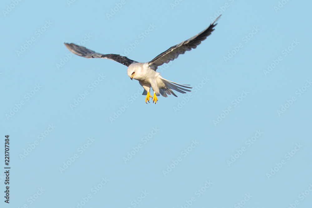 Very close view of a white-tailed kite about to strike, seen in the wild in North California Very close view of a white-tailed kite about to strike, seen in the wild in North California