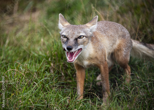 Corsac Fox in captivity © CharnwoodPhoto