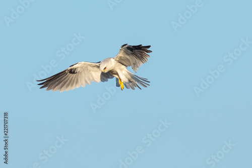 Very close view of a white-tailed kite about to strike, seen in the wild in North California © ranchorunner