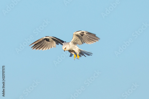 Very close view of a white-tailed kite about to strike, seen in the wild in North California © ranchorunner