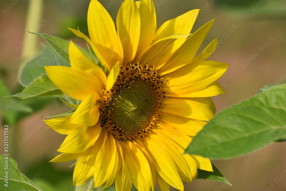 Naklejka premium Closeup of a beautiful yellow sunflower on a sunny summer day