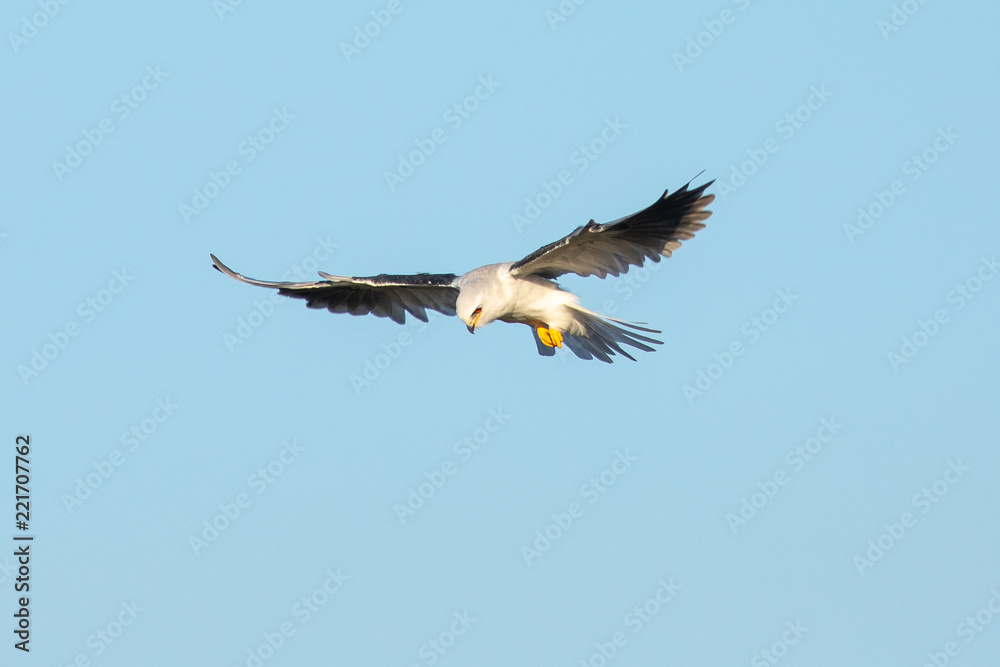 Obraz premium Very close view of a white-tailed kite about to strike, seen in the wild in North California
