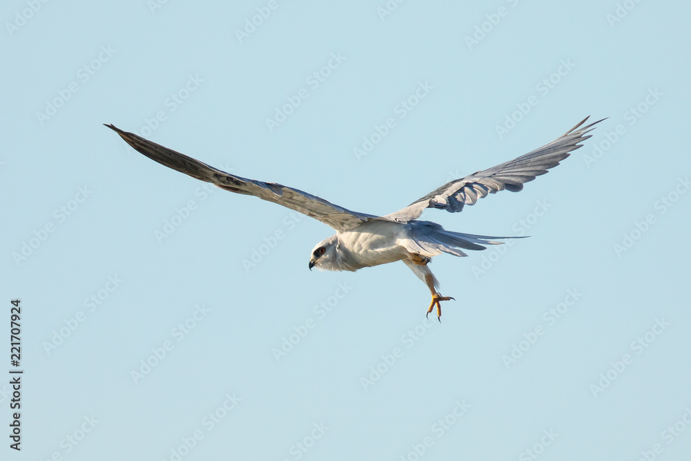 Obraz premium Very close view of a white-tailed kite about to strike, seen in the wild in North California