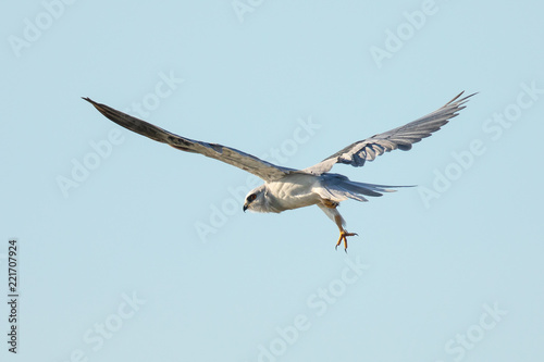 Very close view of a white-tailed kite about to strike  seen in the wild in North California