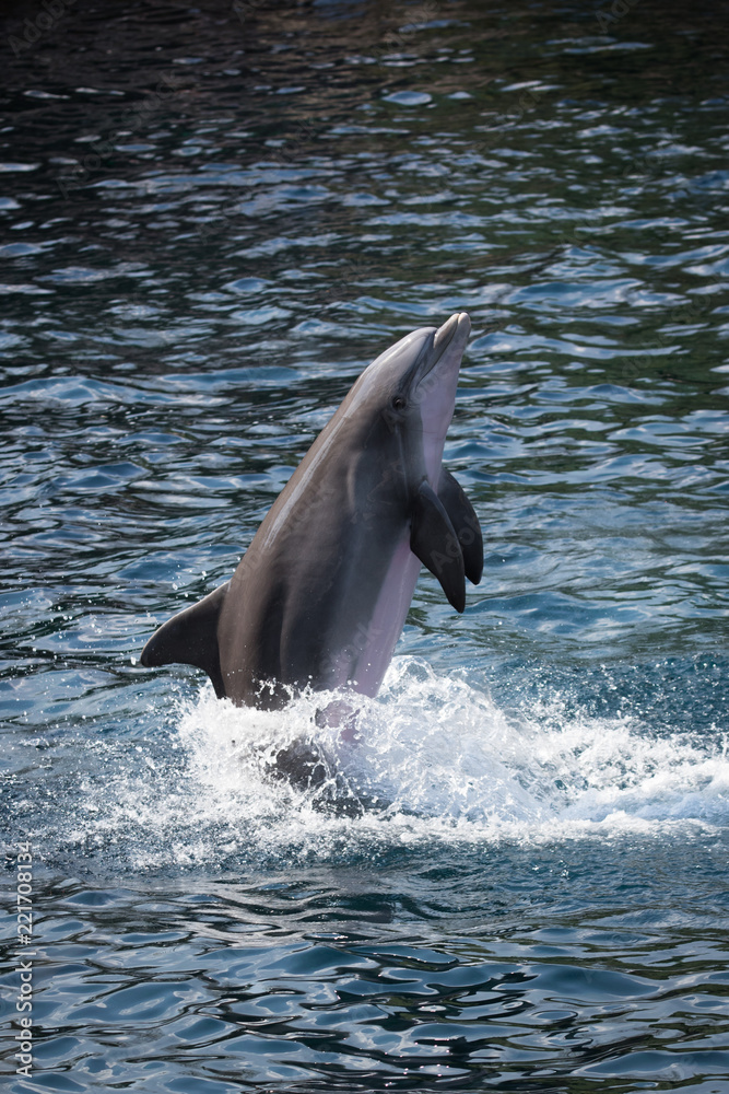 Naklejka premium common bottlenose dolphin