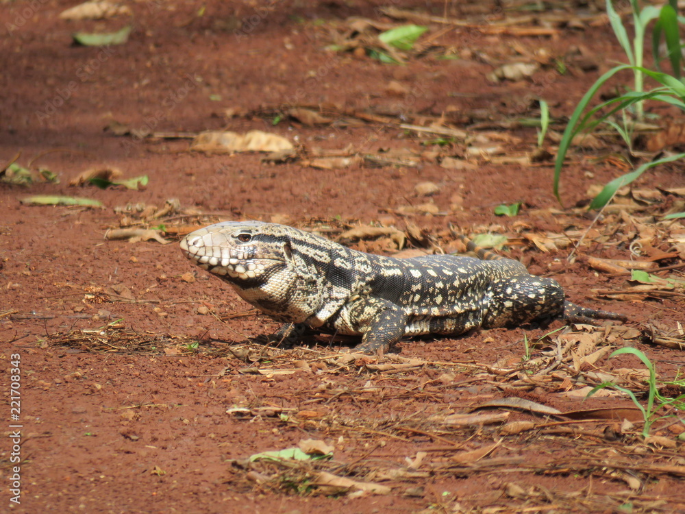 Fototapeta premium Teiú