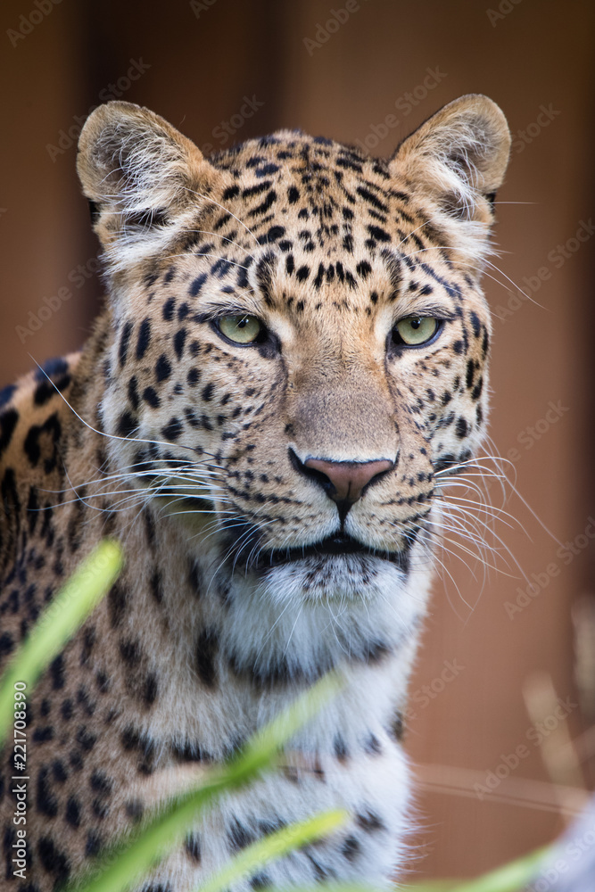 Obraz premium Leopard