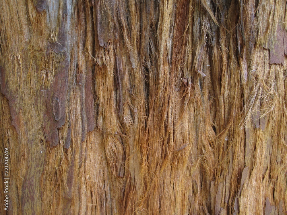Casca de madeira, casca de eucalipto, textura de casca de madeira. Casca de madeira, casca de eucalipto, textura de casca de madeira.