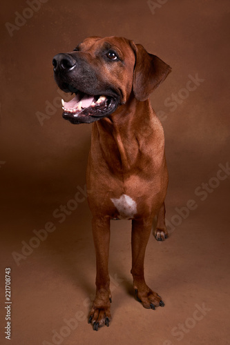 Ridgeback