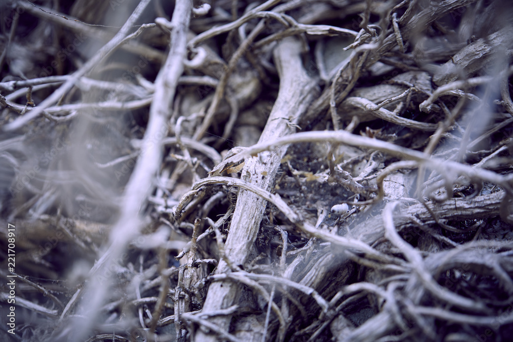 branches of plant branches of plant
