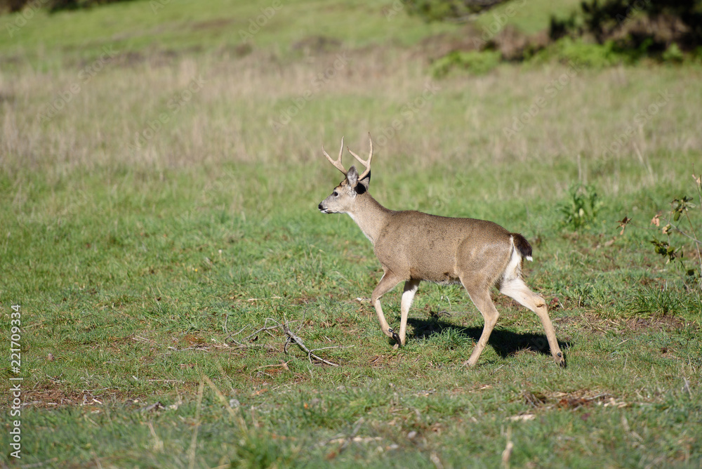 Deer walking in grass covered meadow Deer walking in grass covered meadow