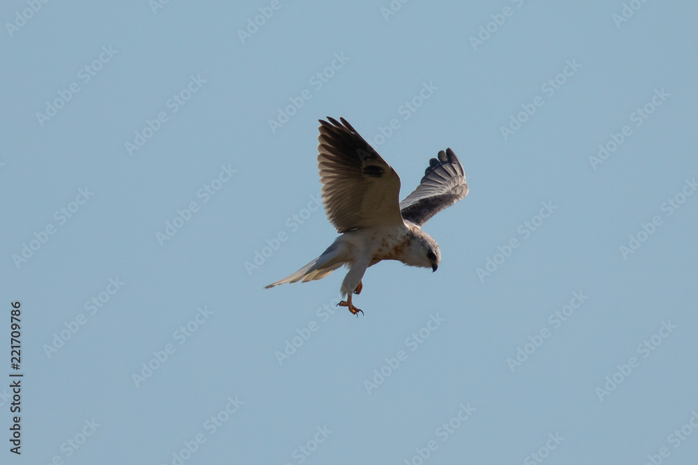 Obraz premium Very close view of a white-tailed kite about to strike, seen in the wild in North California