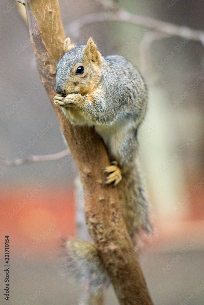 Squirrel sitting on tree branch and eating Squirrel sitting on tree branch and eating