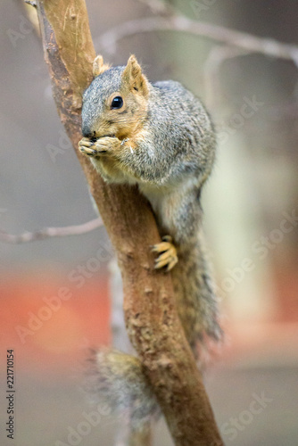 Squirrel sitting on tree branch and eating © MikeFusaro