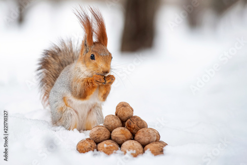 Fotografia The squirrel stands with nut in paws on the snow in front of a pile of nuts