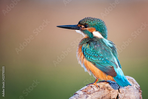 Beautiful bird - Common Kingfisher (Alcedo atthis) sitting on a beautiful background