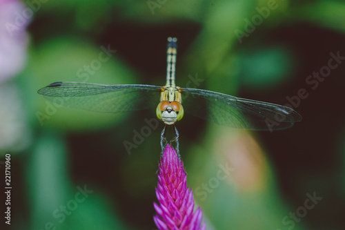 dragonfly on a leaf