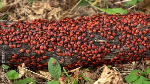 Young and small red bugs soldier Pyrrhocoris apterus with black wings sitting on a tree branch in autumn in the foothill forest of the Caucasus