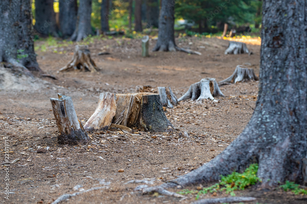 Tree stumps in the forest after cut down. Tree stumps in the forest after cut down.