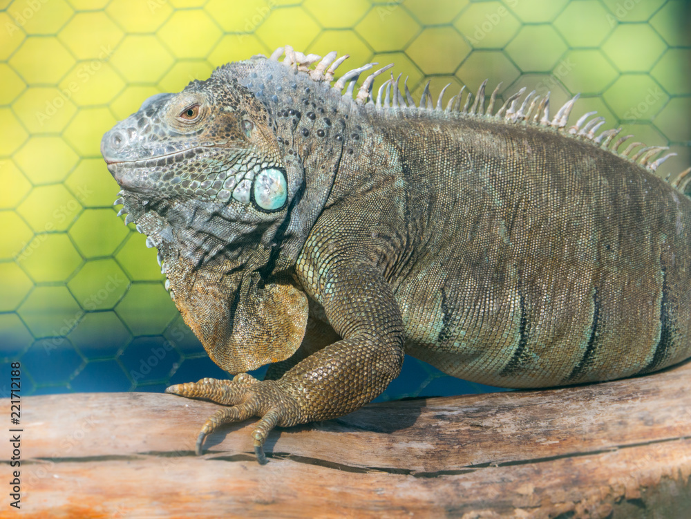 Iguane Iguane
