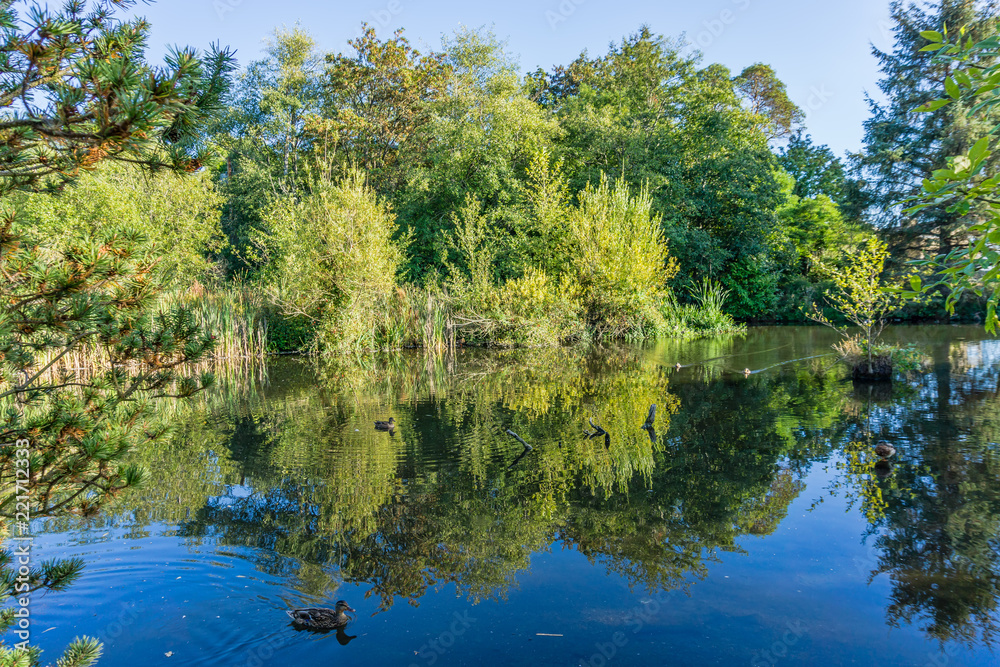 Extreme Pond Reflections 7