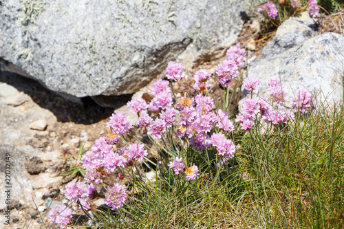 Fleurs d'armérie maritime en Bretagne