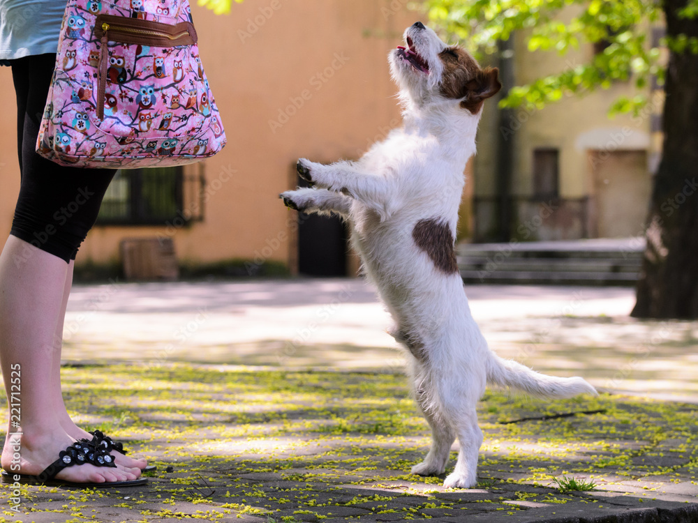 Obraz premium Jack russell terrier training outdoors