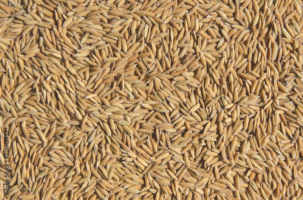 Background and wallpaper by pile of paddy rice and rice seed. Background and wallpaper by pile of paddy rice and rice seed.