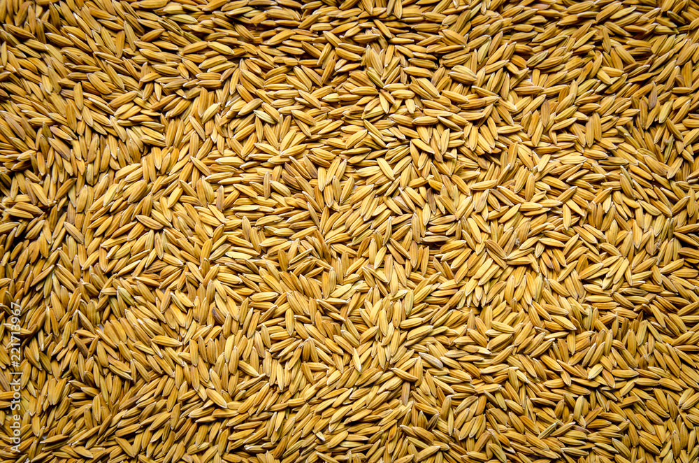 Background and wallpaper by pile of paddy rice and rice seed. Background and wallpaper by pile of paddy rice and rice seed.
